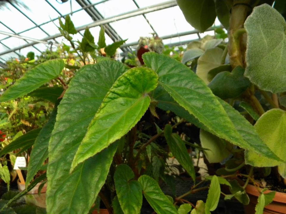 B. tricornis